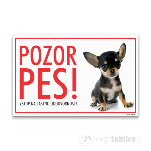 čivava