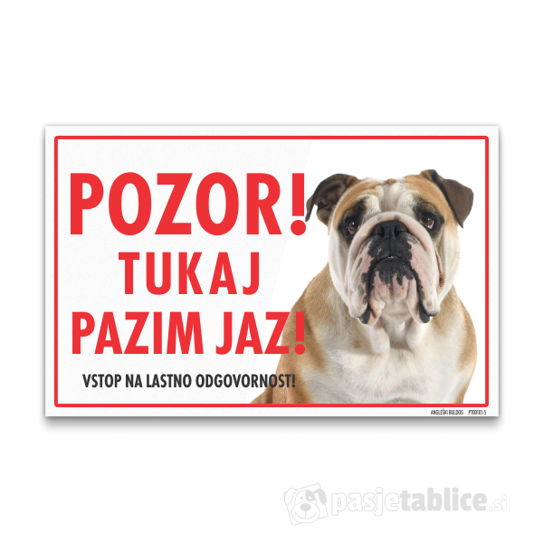 angleski-buldog-5