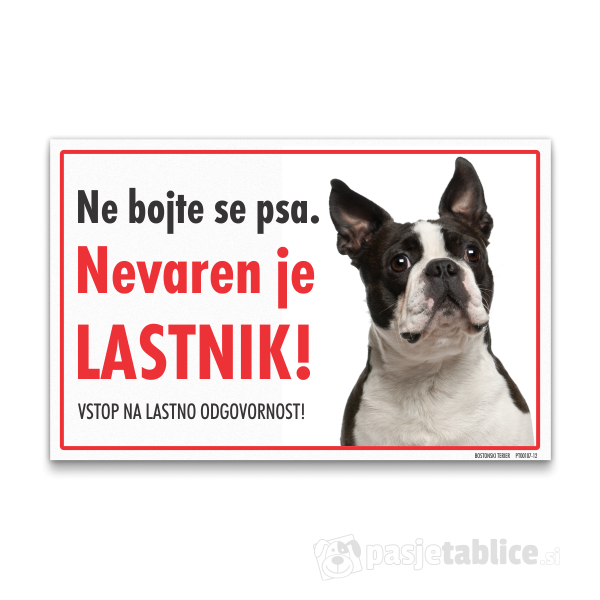 bostonski-terier-12