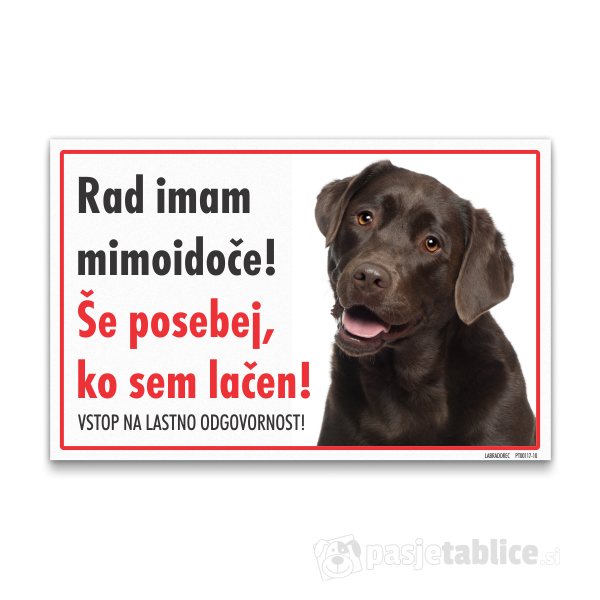 labradorec-rjavi-10