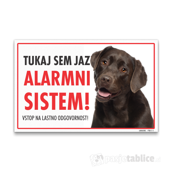 labradorec-rjavi-11