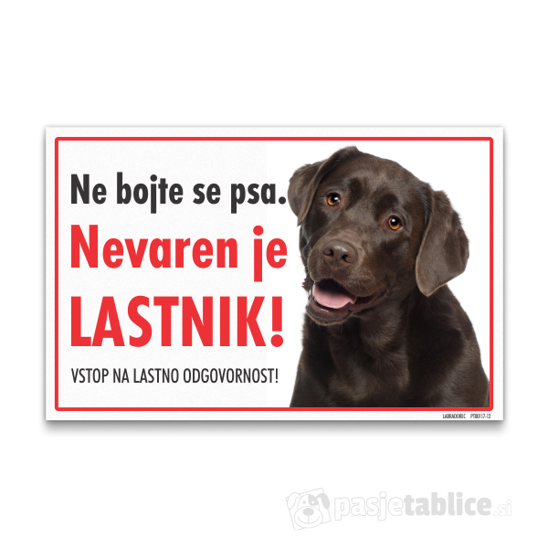 labradorec-rjavi-12