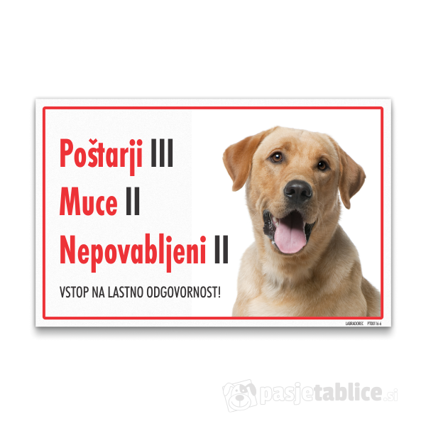 labradorec-svetli-6