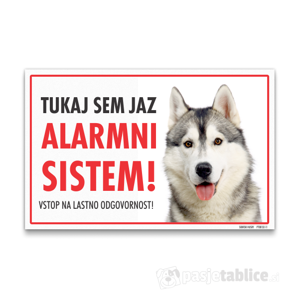 sibirski-husky-11
