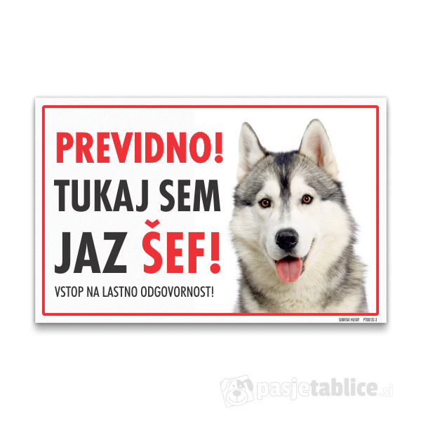 sibirski-husky-3