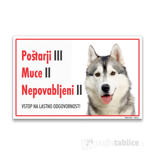 sibirski-husky-6