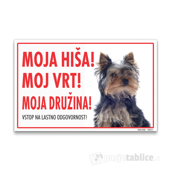 yorski-terier-2