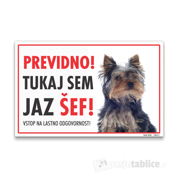 yorski-terier-3