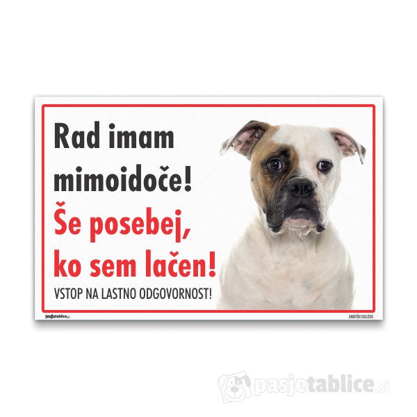 ameriski-buldog-10