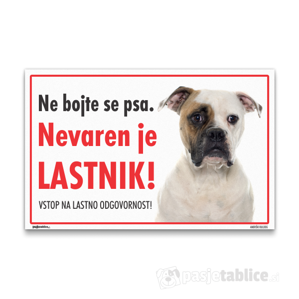 ameriski-buldog-12