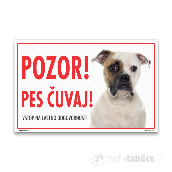 ameriski-buldog-13
