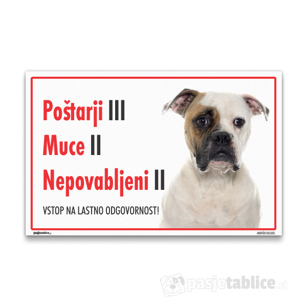 ameriski-buldog-6