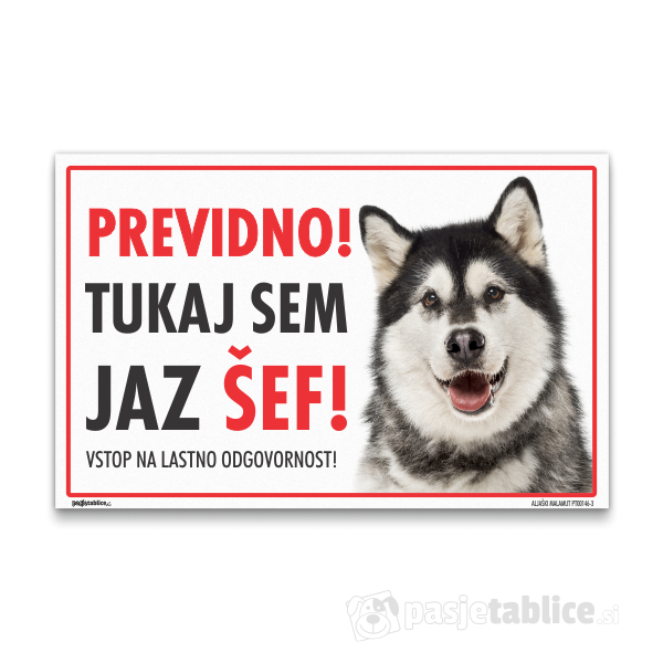 ALJAŠKI MALAMUT3