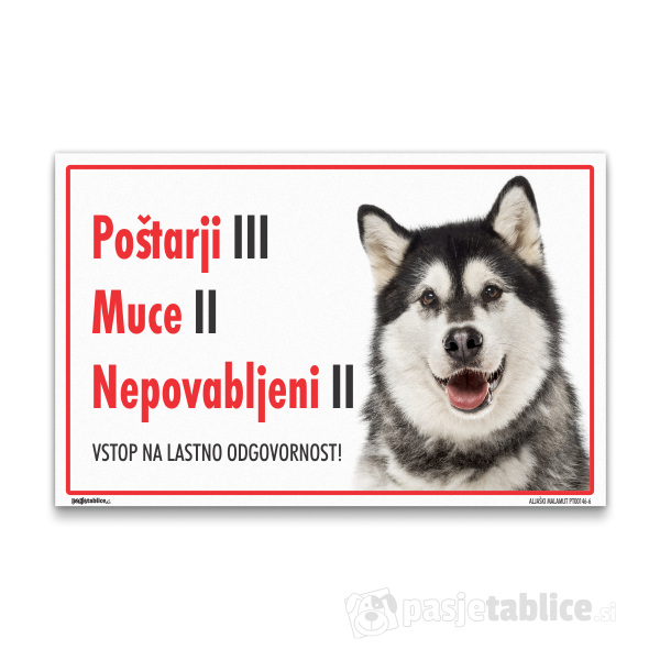 ALJAŠKI MALAMUT6