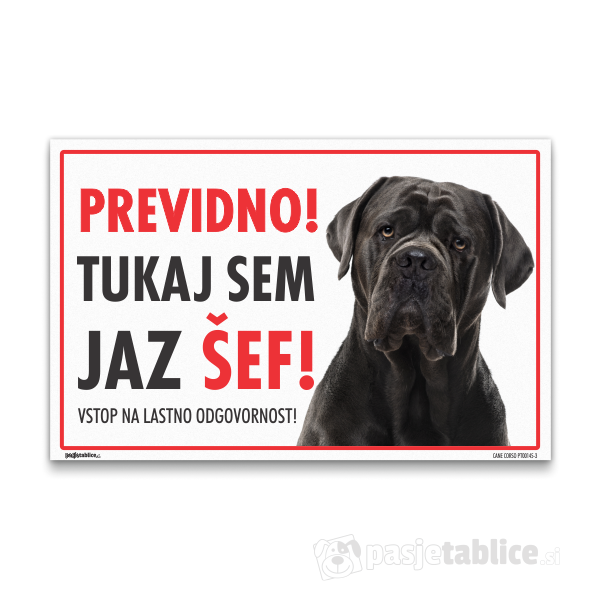 CANE CORSO3