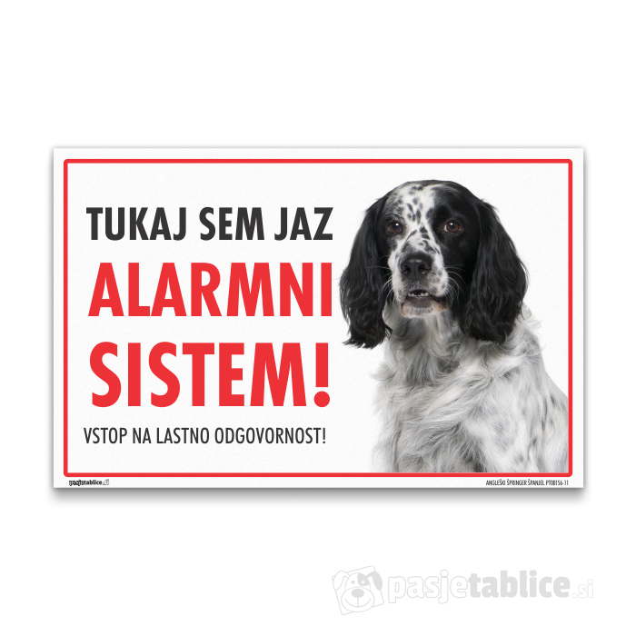 ANGLEŠKI ŠPRINGER ŠPANJEL11