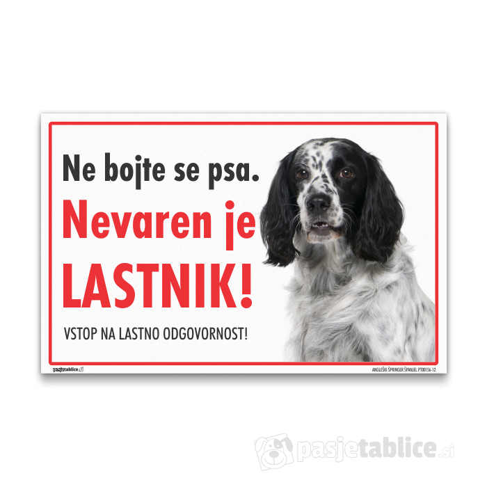 ANGLEŠKI ŠPRINGER ŠPANJEL12