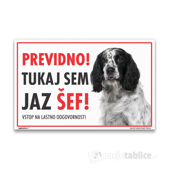 ANGLEŠKI ŠPRINGER ŠPANJEL3