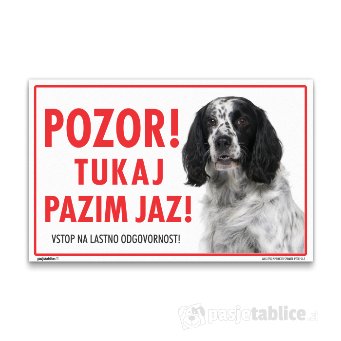 ANGLEŠKI ŠPRINGER ŠPANJEL5