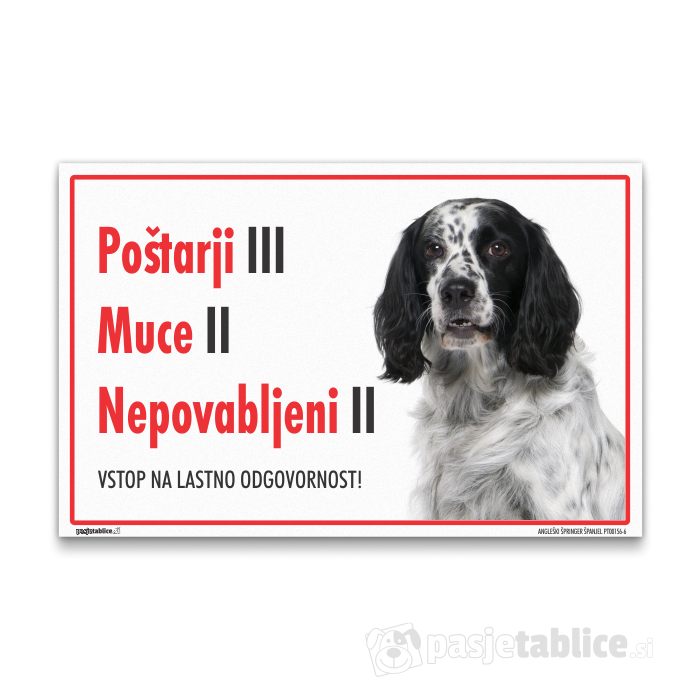 ANGLEŠKI ŠPRINGER ŠPANJEL6