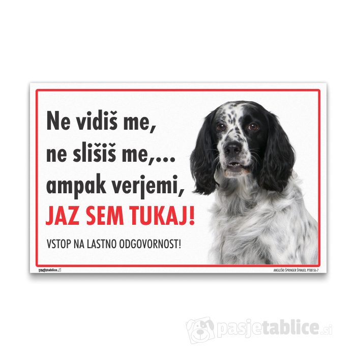 ANGLEŠKI ŠPRINGER ŠPANJEL7