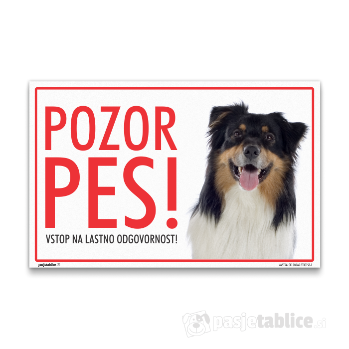 AVSTRALSKI OVČAR1