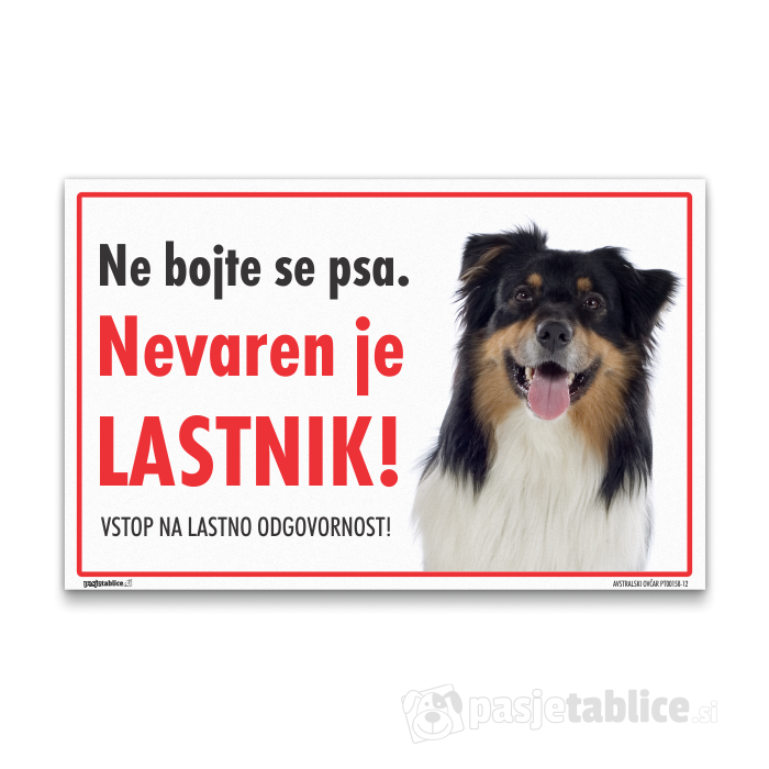 AVSTRALSKI OVČAR12
