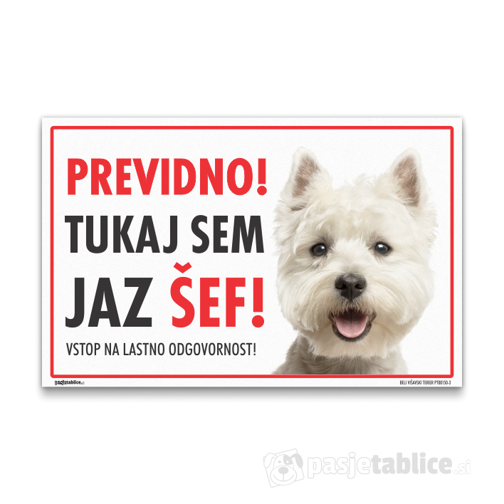 BELI VIŠAVSKI TERIER3
