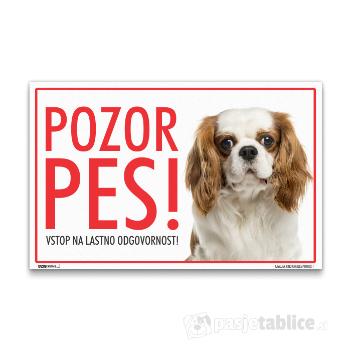 CAVALIER KING CHARLES1