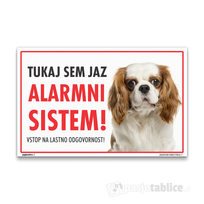 CAVALIER KING CHARLES11