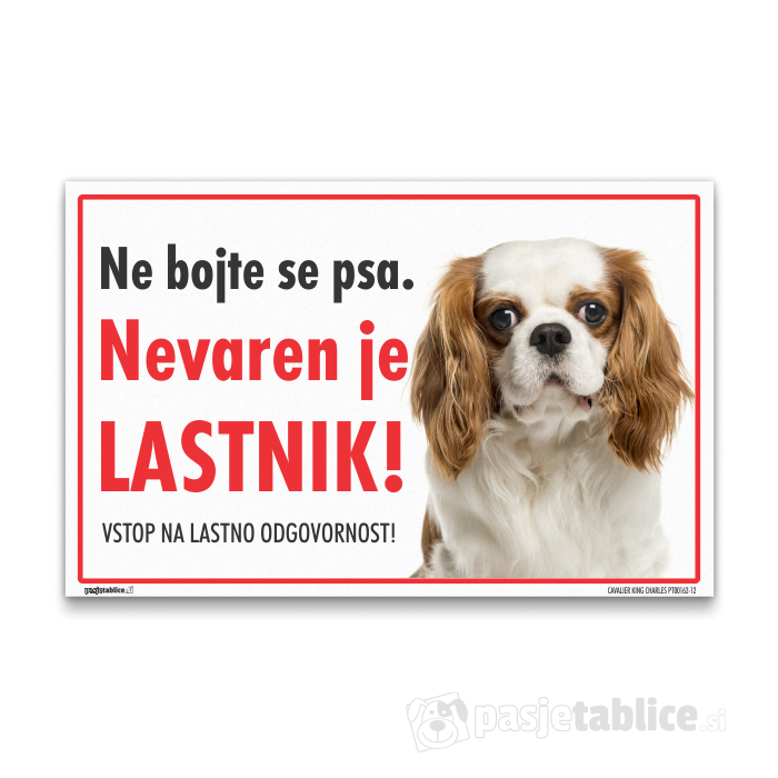CAVALIER KING CHARLES12
