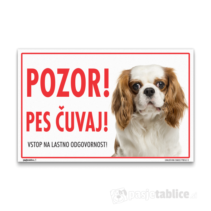 CAVALIER KING CHARLES13