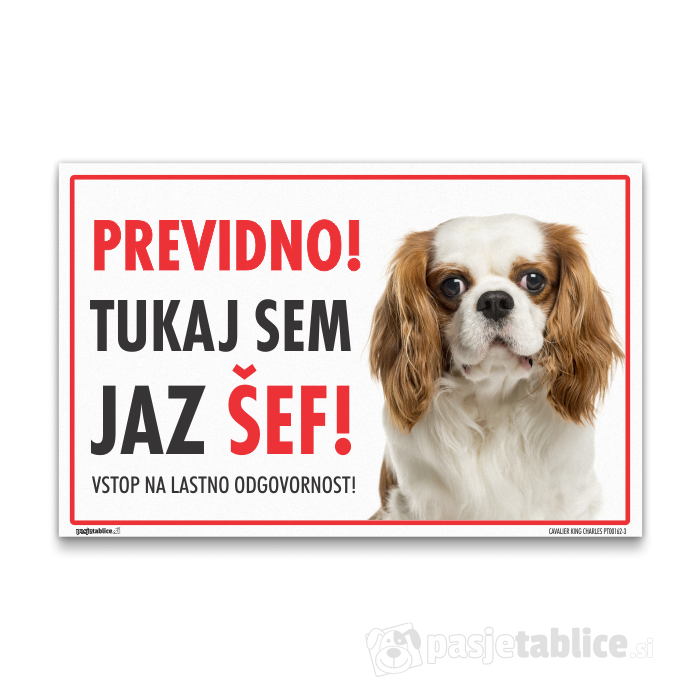 CAVALIER KING CHARLES3