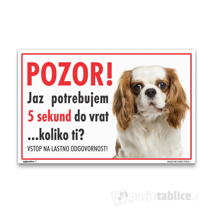 CAVALIER KING CHARLES4