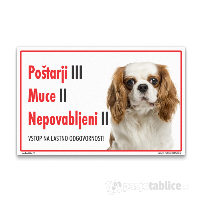 CAVALIER KING CHARLES6