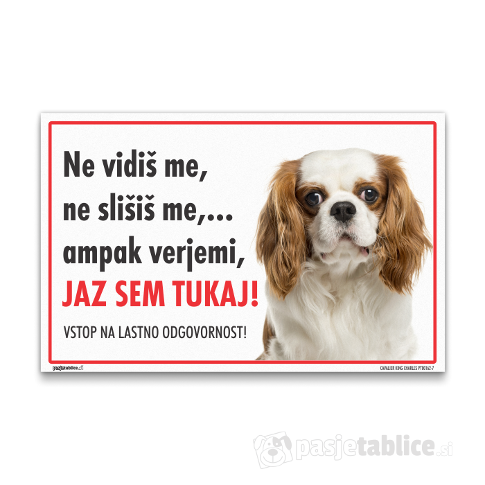 CAVALIER KING CHARLES7