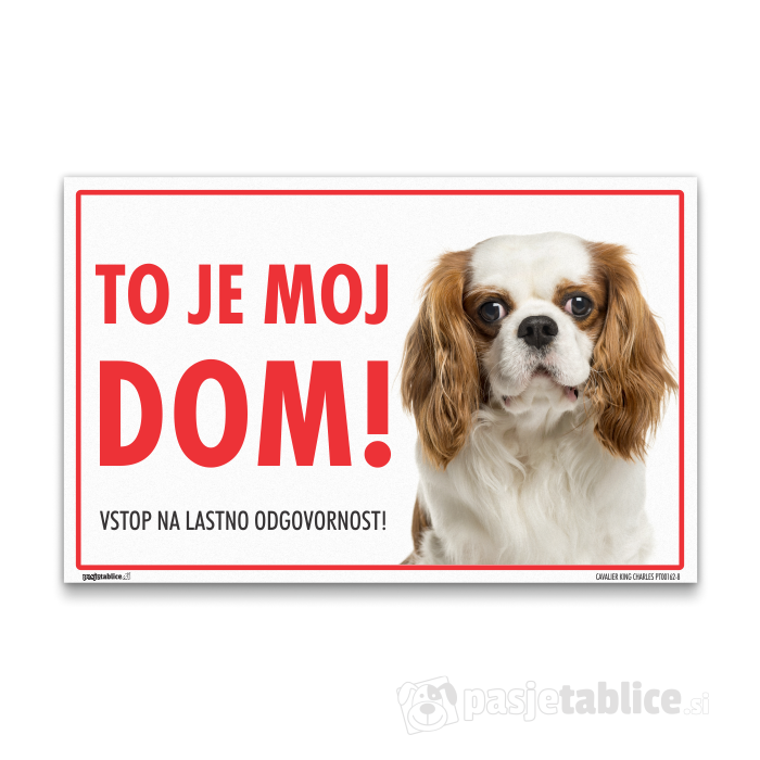 CAVALIER KING CHARLES8