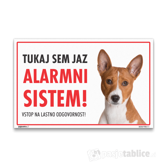 BASENJI11