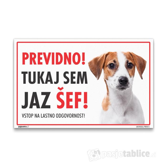 JACK RUSSELL3