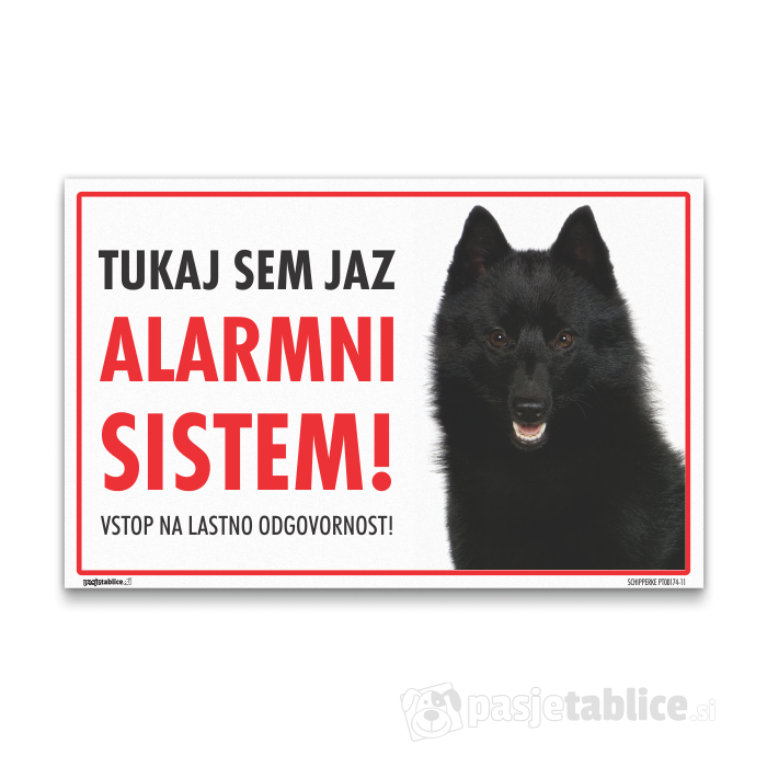 SCHIPPERKE 11