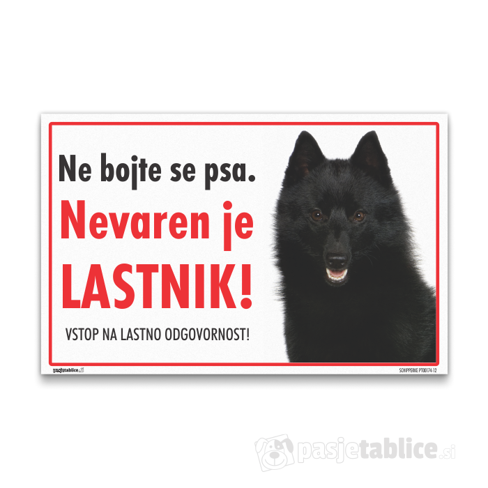 SCHIPPERKE 12