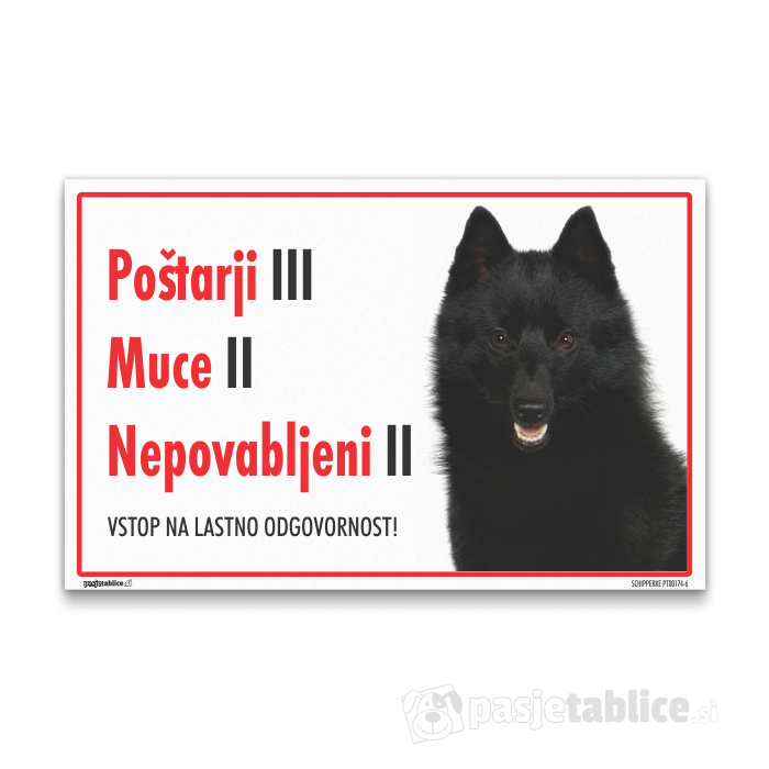 SCHIPPERKE 6